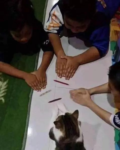 momen sok asik kucing Instagram momen sok asik kucing Instagram