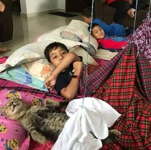 momen sok asik kucing Instagram momen sok asik kucing Instagram