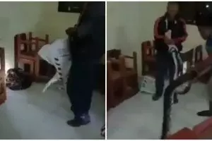 Tak digunakan selama pandemi, ruangan kelas jadi habitat ular piton