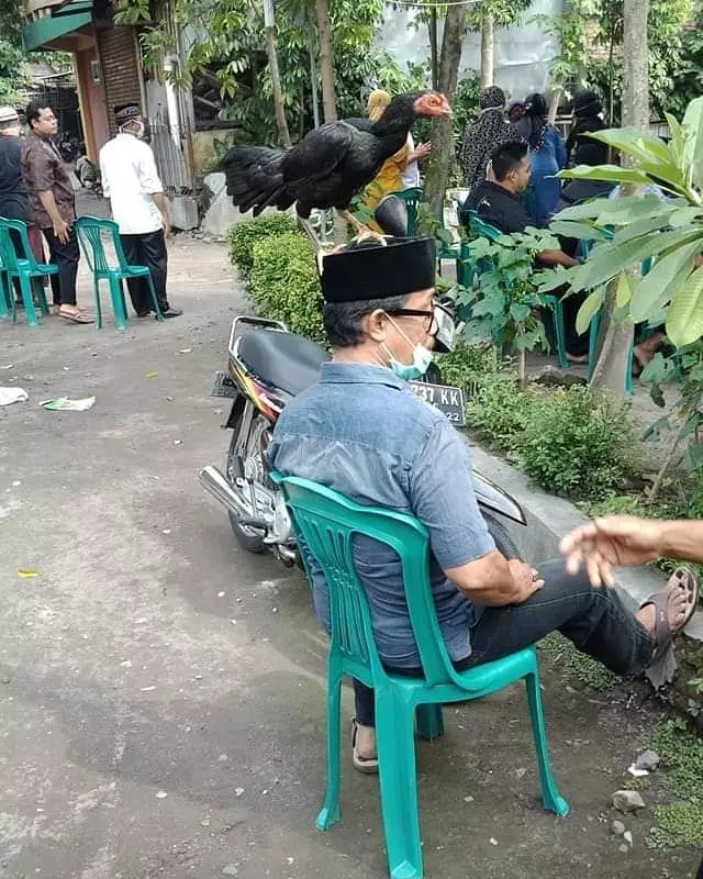 dijahili ayam Berbagai Sumber