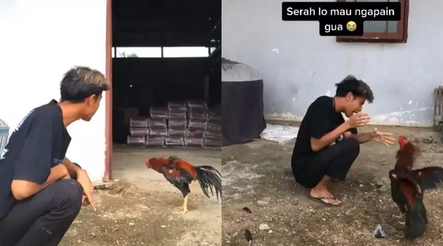 dijahili ayam Berbagai Sumber