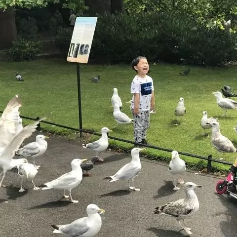 dijahili ayam Berbagai Sumber