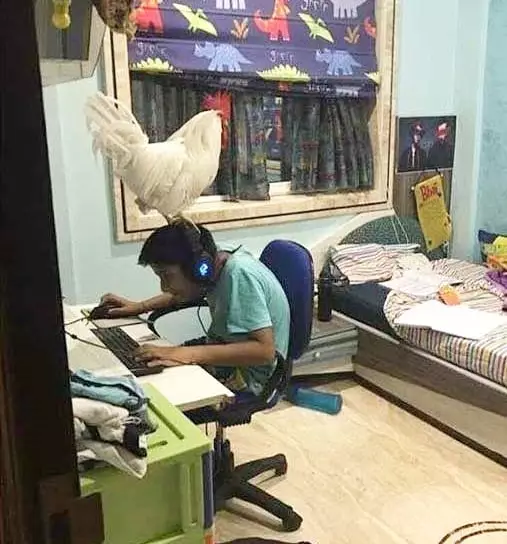 dijahili ayam Berbagai Sumber