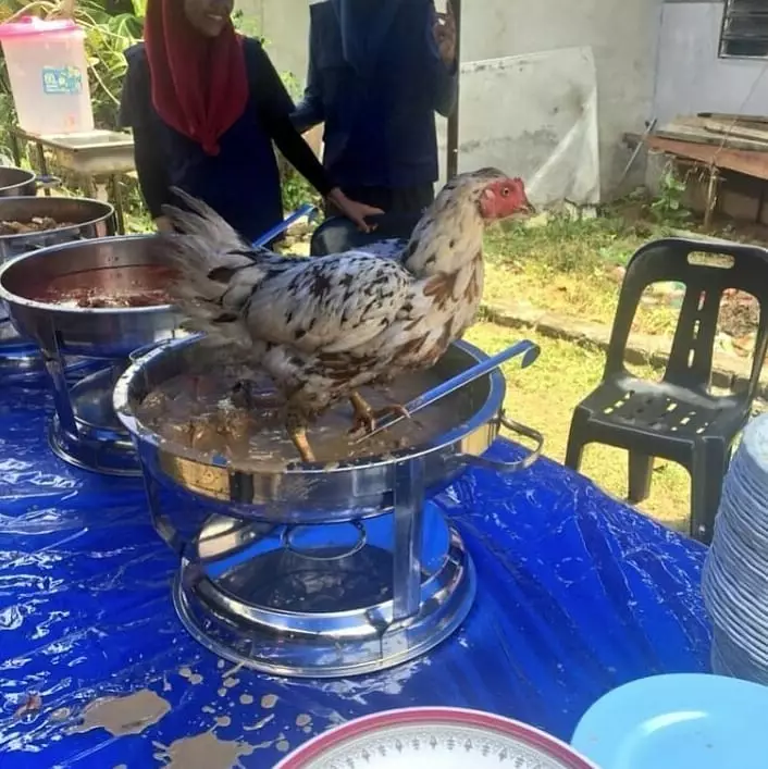 dijahili ayam Berbagai Sumber