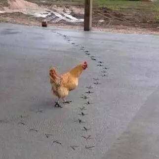 dijahili ayam Berbagai Sumber