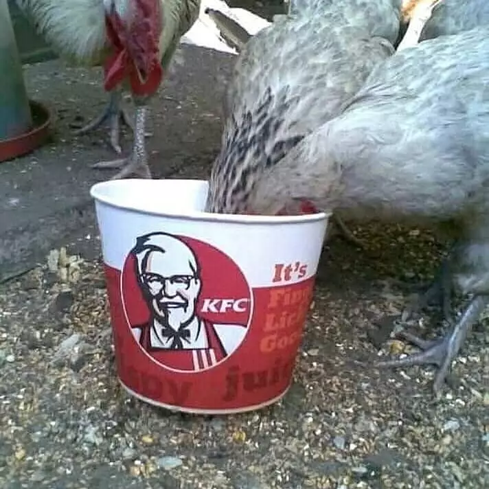 dijahili ayam Berbagai Sumber