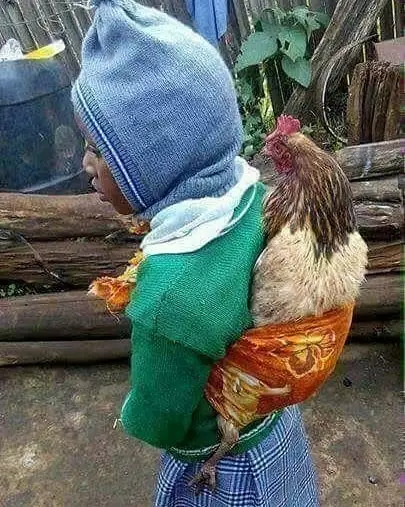 dijahili ayam Berbagai Sumber