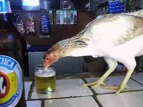 dijahili ayam Berbagai Sumber