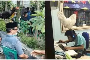 10 Potret orang dijahili ayam ini bikin kesel tapi takut dipatok