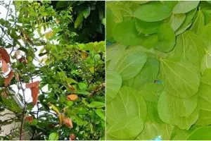 10 Manfaat daun bidara untuk kesehatan, dapat mengobati diabetes