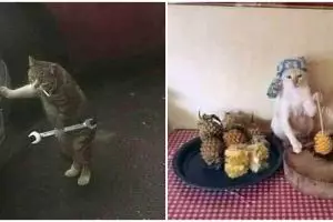 20 Potret kucing bekerja layaknya manusia, menggemaskan