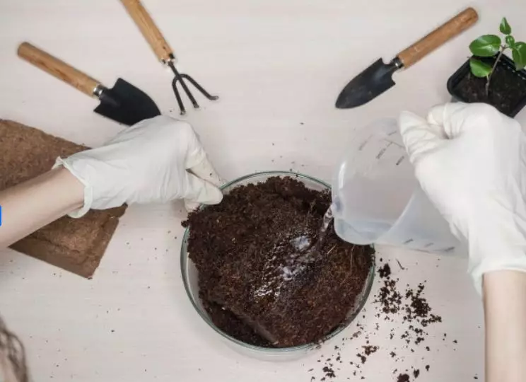 Cara merawat tanaman lidah mertua © 2020 brilio.net Cara merawat tanaman lidah mertua © 2020 brilio.net