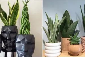 5 Cara merawat tanaman lidah mertua agar indah dan antilayu