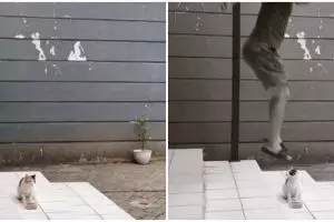 Viral lelaki terlihat mau injak kucing, endingnya bikin tepuk jidat