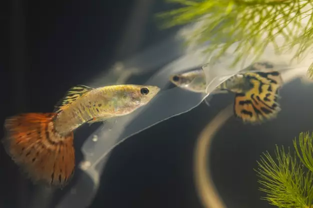 Cara merawat ikan cupang © 2020 brilio.net