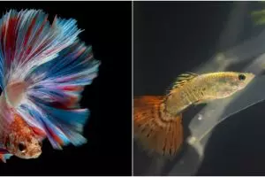 7 Cara merawat ikan cupang agar tetap cantik dan tak mudah mati