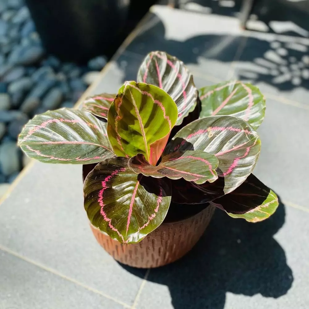 merawat calathea black lipstick berbagai sumber