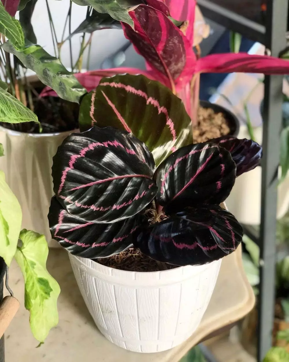merawat calathea black lipstick berbagai sumber