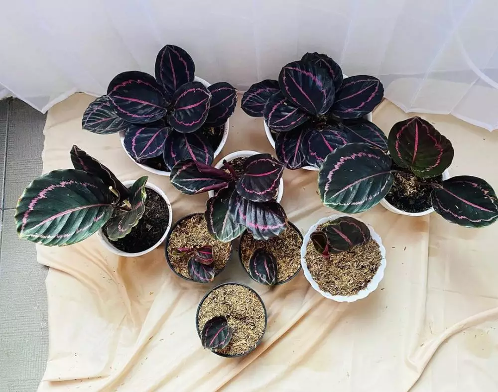 merawat calathea black lipstick berbagai sumber