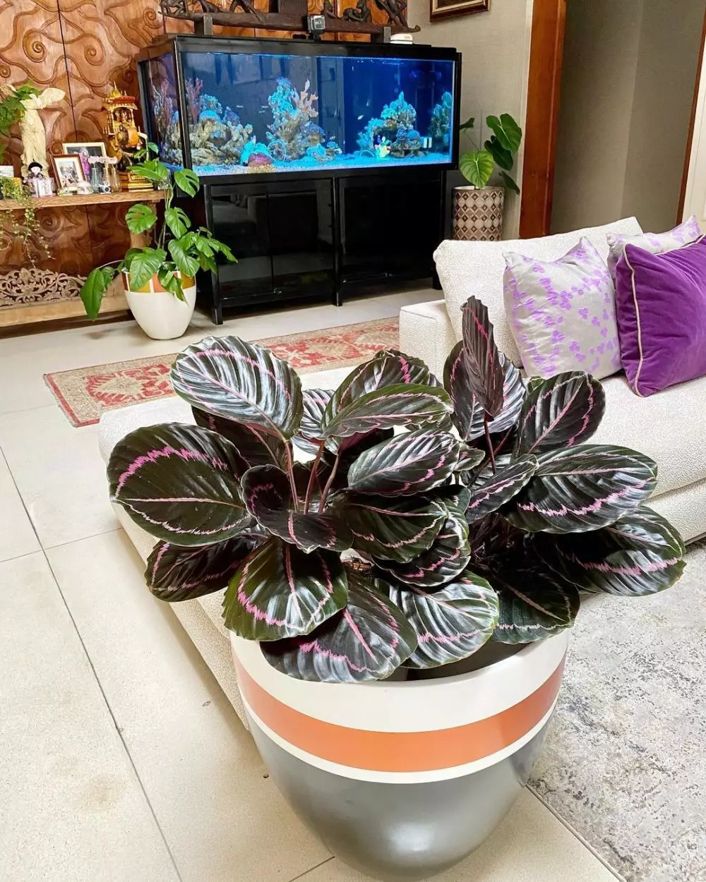 merawat calathea black lipstick berbagai sumber