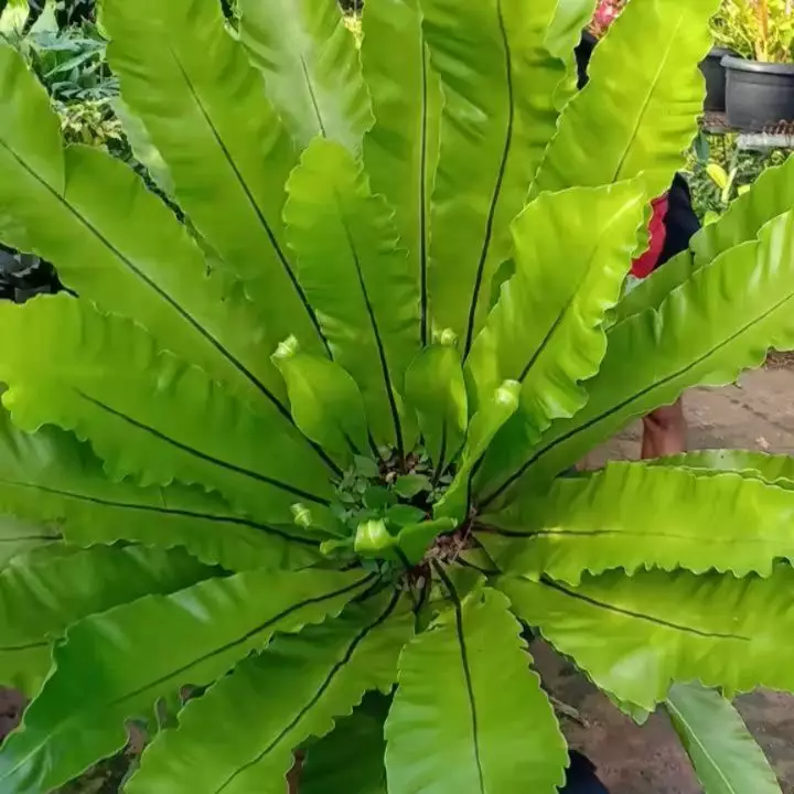 merawat kadaka berbagai sumber merawat kadaka berbagai sumber