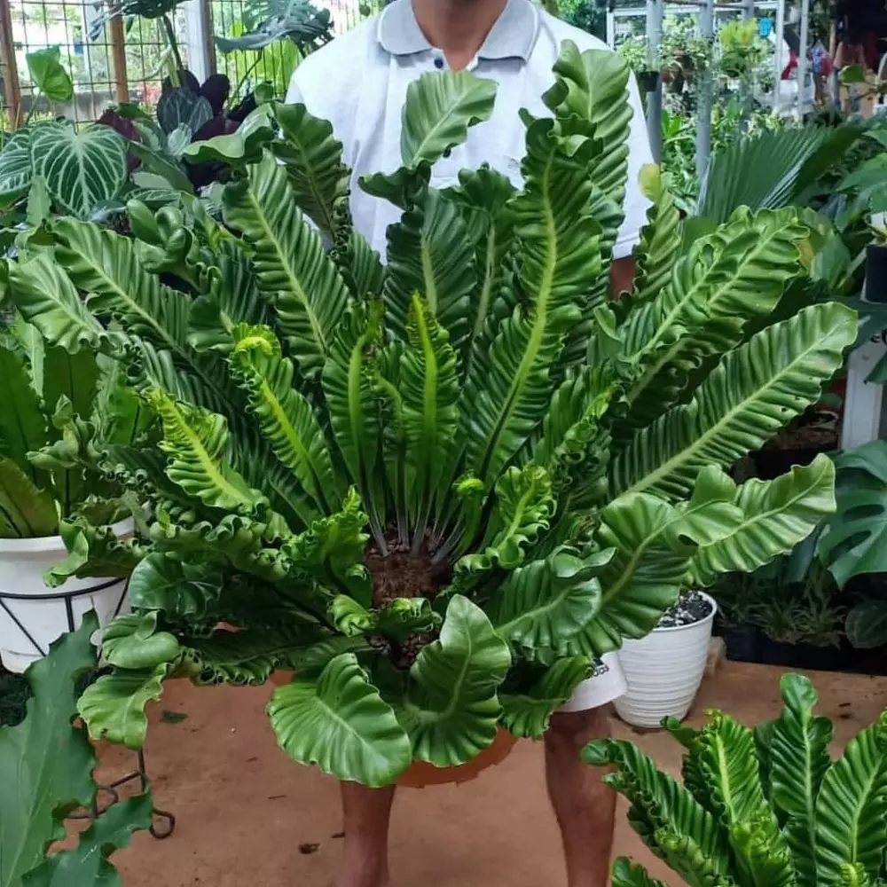 merawat kadaka berbagai sumber merawat kadaka berbagai sumber