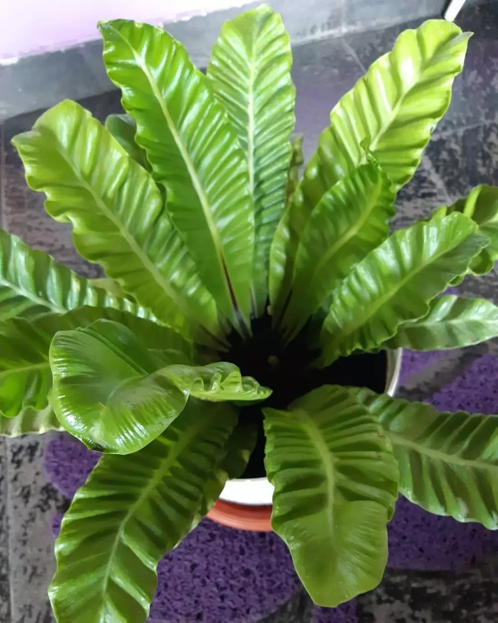 merawat kadaka berbagai sumber merawat kadaka berbagai sumber