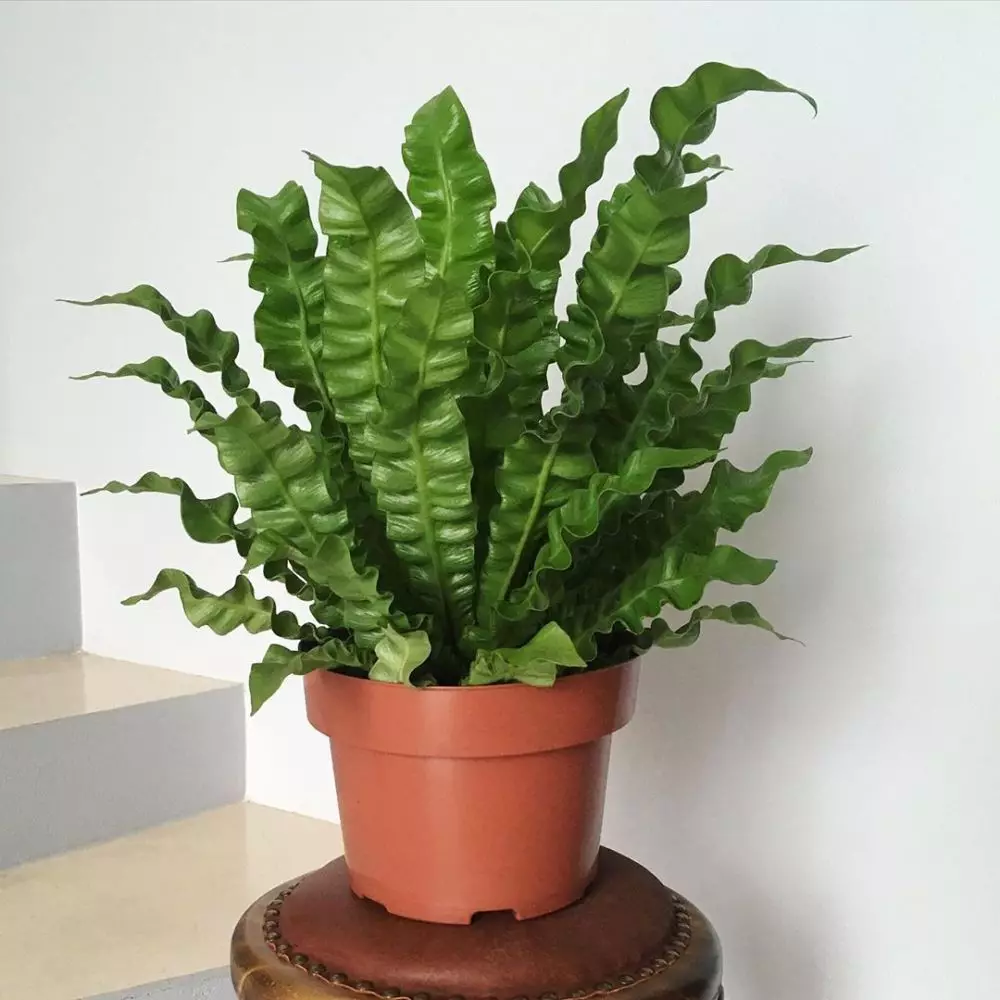 merawat kadaka berbagai sumber merawat kadaka berbagai sumber