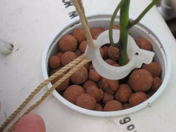 Cara menanam hidroponik © 2020 brilio.net