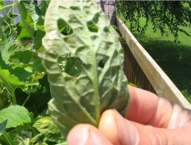 Cara menanam hidroponik © 2020 brilio.net