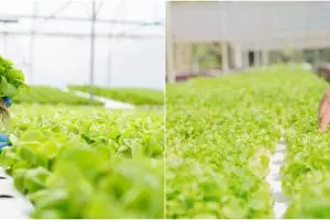 7 Cara menanam tanaman hidroponik untuk pemula, mudah dibuat