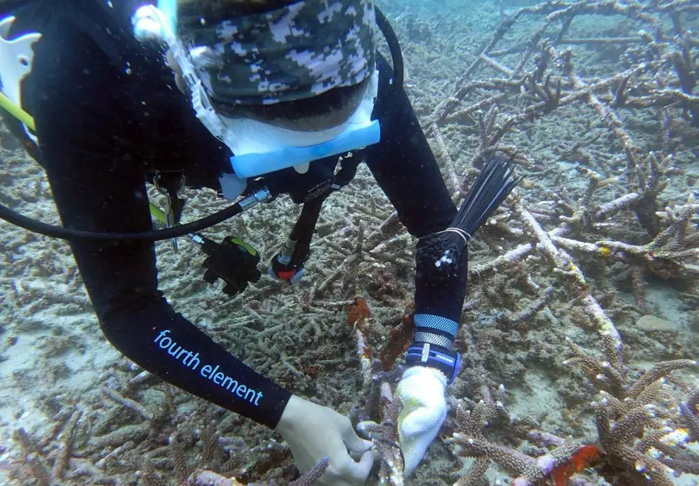 Mandarin terumbu karang © 2020 brilio.net Mandarin terumbu karang © 2020 brilio.net