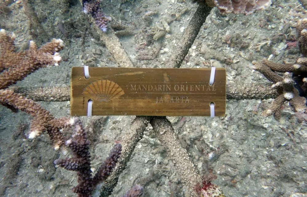 Mandarin terumbu karang © 2020 brilio.net Mandarin terumbu karang © 2020 brilio.net