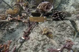 Hotel ini gelar aksi penataan kembali dan perlindungan terumbu karang