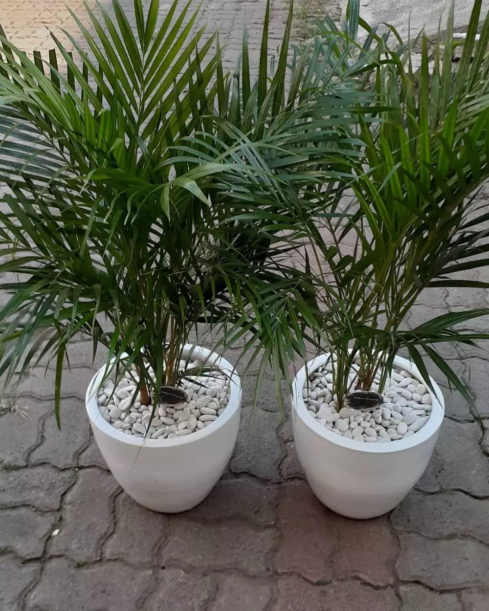 merawat pohon palem agar © berbagai sumber