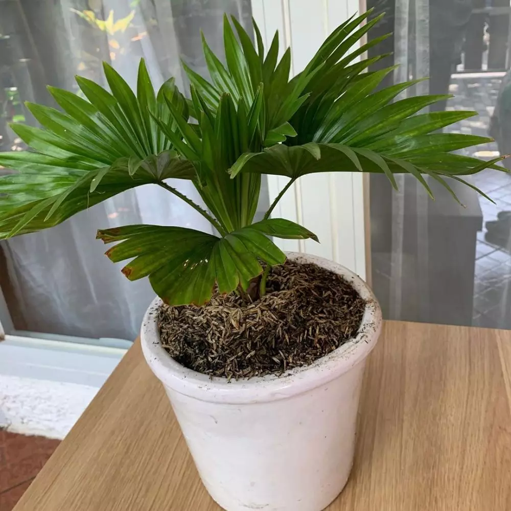 merawat pohon palem agar © berbagai sumber