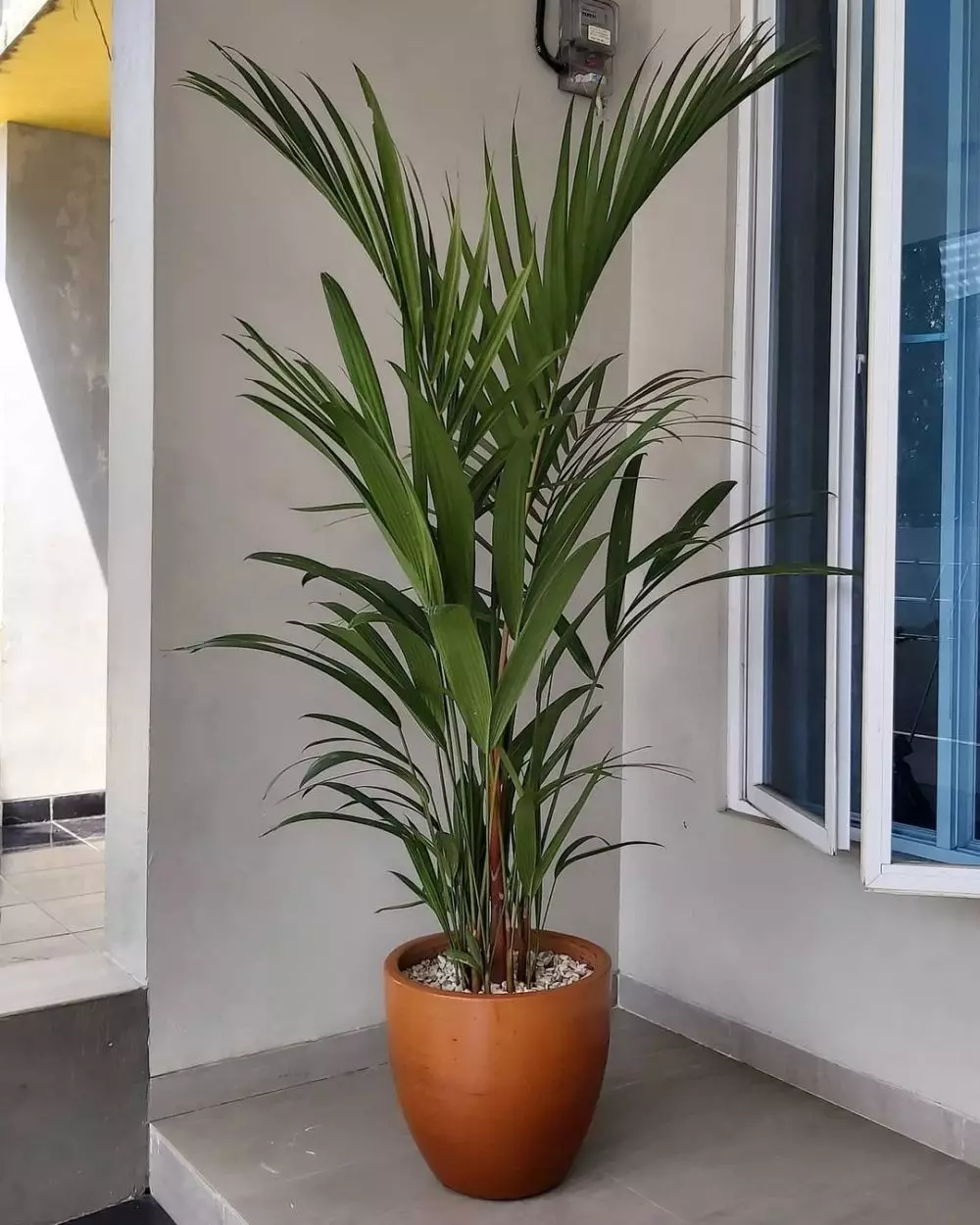 merawat pohon palem agar © berbagai sumber