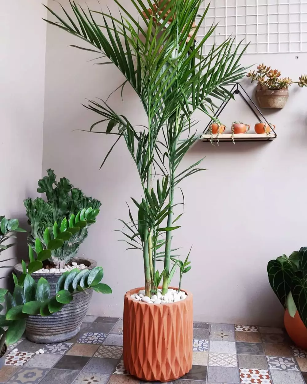 merawat pohon palem agar © berbagai sumber