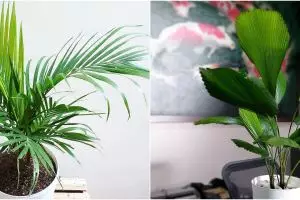 Cara menanam dan merawat pohon palem agar indah dan sehat