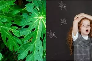 10 Manfaat daun pepaya untuk kesehatan, bisa mengobati demam berdarah