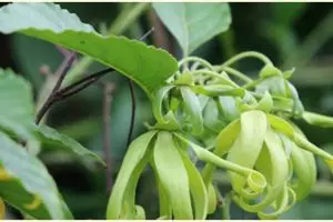 6 Manfaat bunga kenanga untuk kesehatan & kecantikan, redakan stres