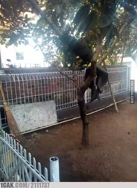 potret lucu pagar rumah © Berbagai sumber potret lucu pagar rumah © Berbagai sumber