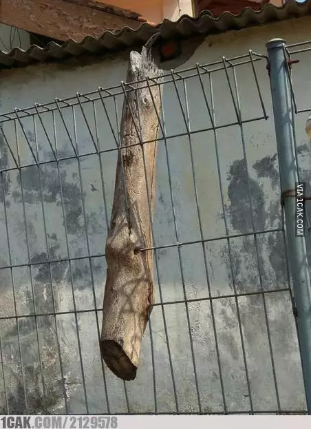 potret lucu pagar rumah © Berbagai sumber potret lucu pagar rumah © Berbagai sumber