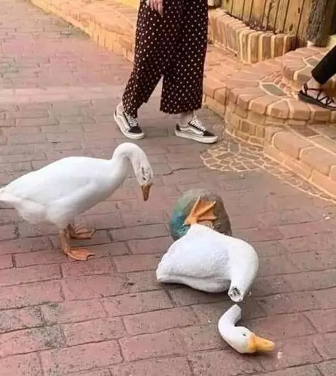 10 Foto kelakuan lucu burung tak peduli aturan istimewa 10 Foto kelakuan lucu burung tak peduli aturan istimewa