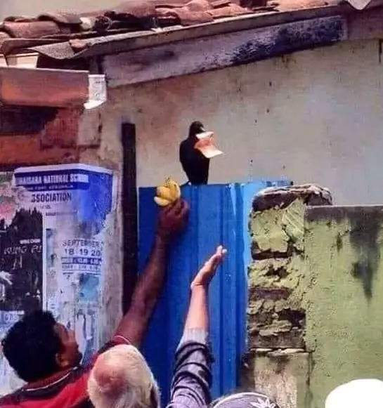 10 Foto kelakuan lucu burung tak peduli aturan istimewa 10 Foto kelakuan lucu burung tak peduli aturan istimewa