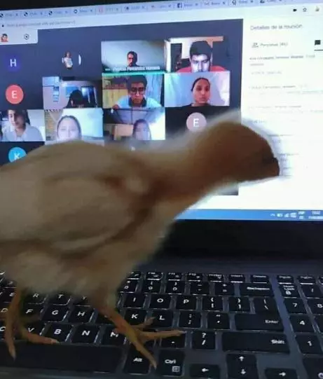 10 Foto kelakuan lucu burung tak peduli aturan istimewa 10 Foto kelakuan lucu burung tak peduli aturan istimewa