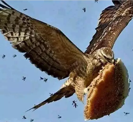 10 Foto kelakuan lucu burung tak peduli aturan istimewa 10 Foto kelakuan lucu burung tak peduli aturan istimewa