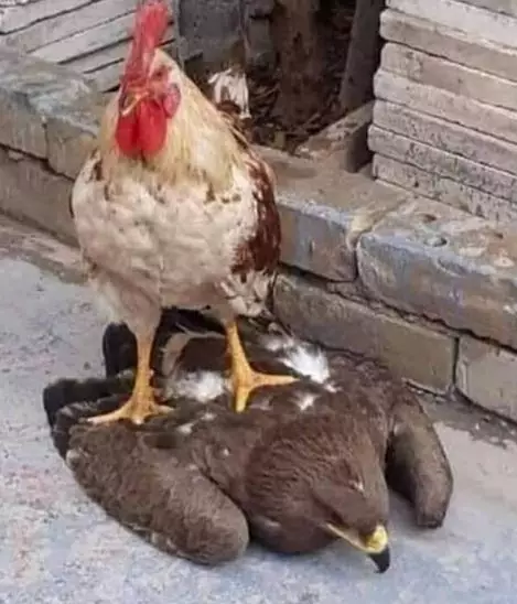 10 Foto kelakuan lucu burung tak peduli aturan istimewa 10 Foto kelakuan lucu burung tak peduli aturan istimewa