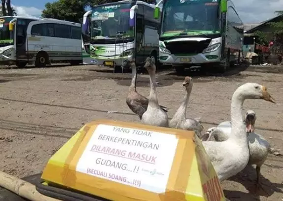 10 Foto kelakuan lucu burung tak peduli aturan istimewa 10 Foto kelakuan lucu burung tak peduli aturan istimewa