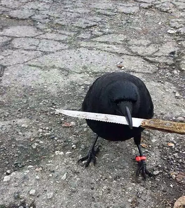 10 Foto kelakuan lucu burung tak peduli aturan istimewa 10 Foto kelakuan lucu burung tak peduli aturan istimewa